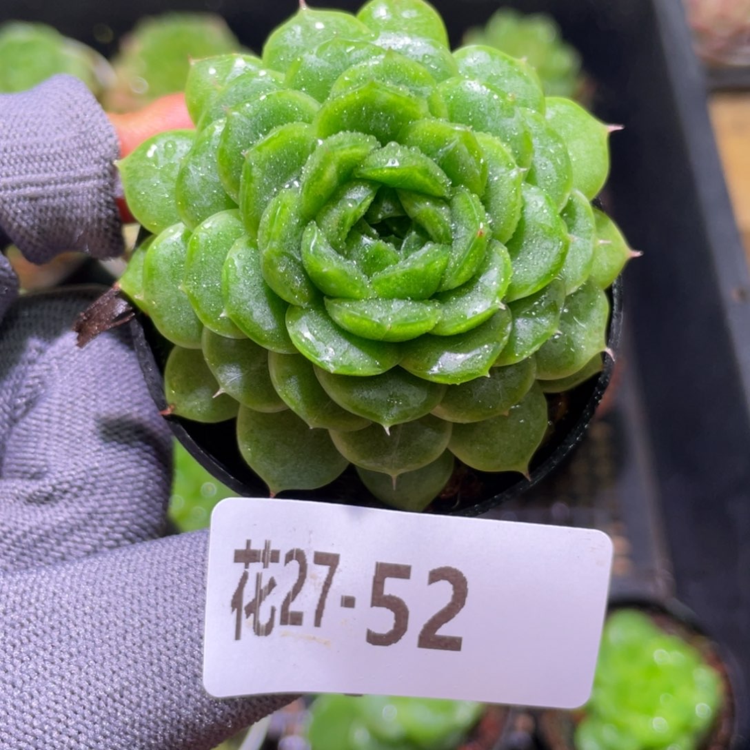 花利美27-52翠玉莲轮