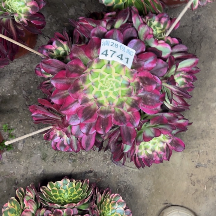 4741天和多肉植物