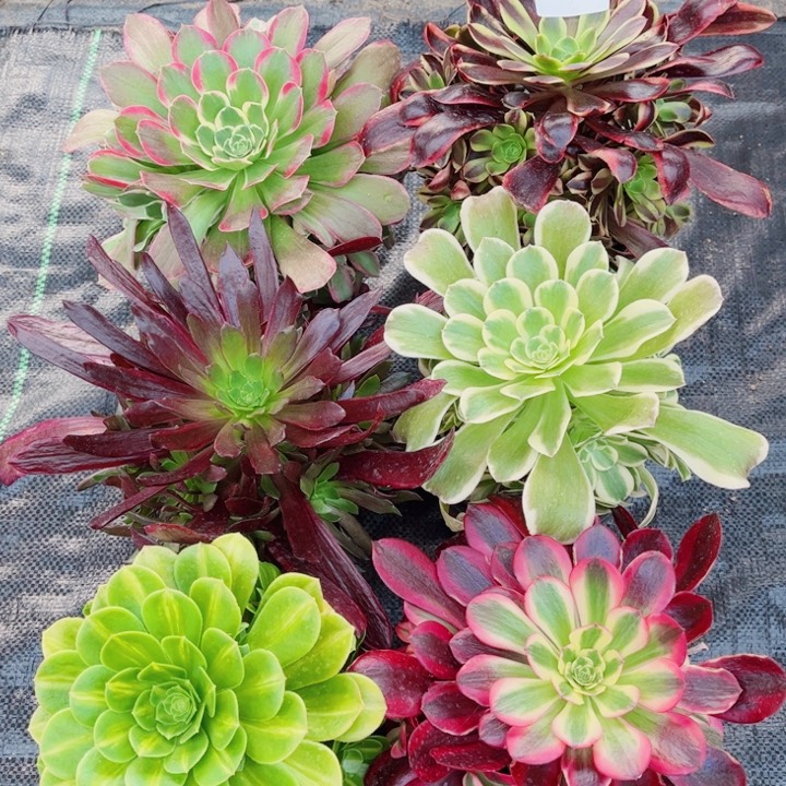 多肉法师不包断枝1