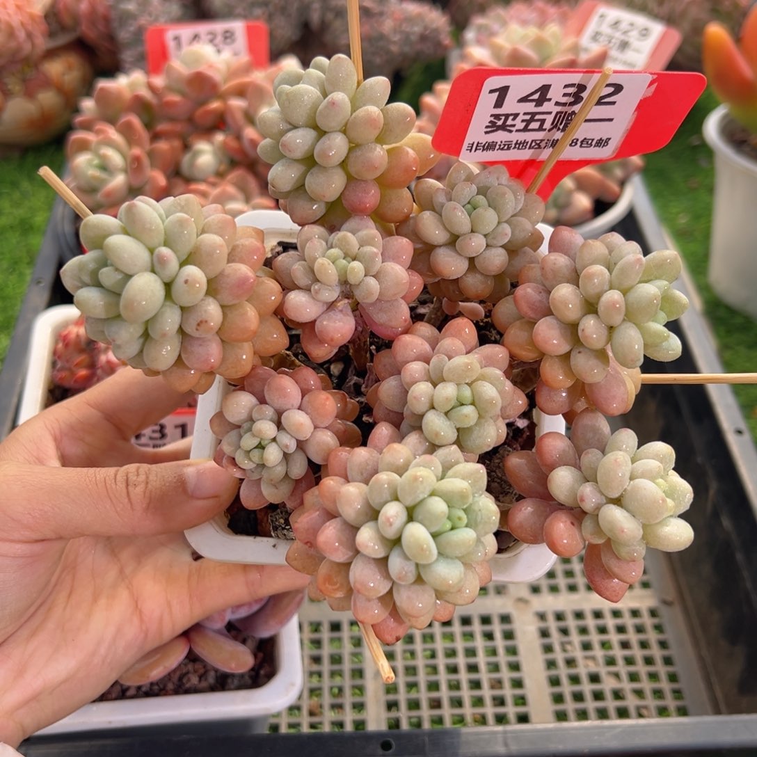 表妹精品多肉1432.