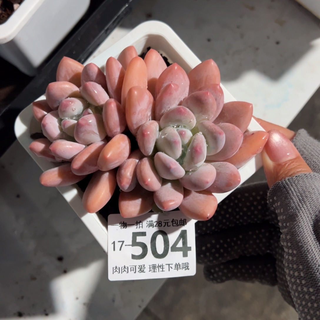 香水多肉多肉多肉多