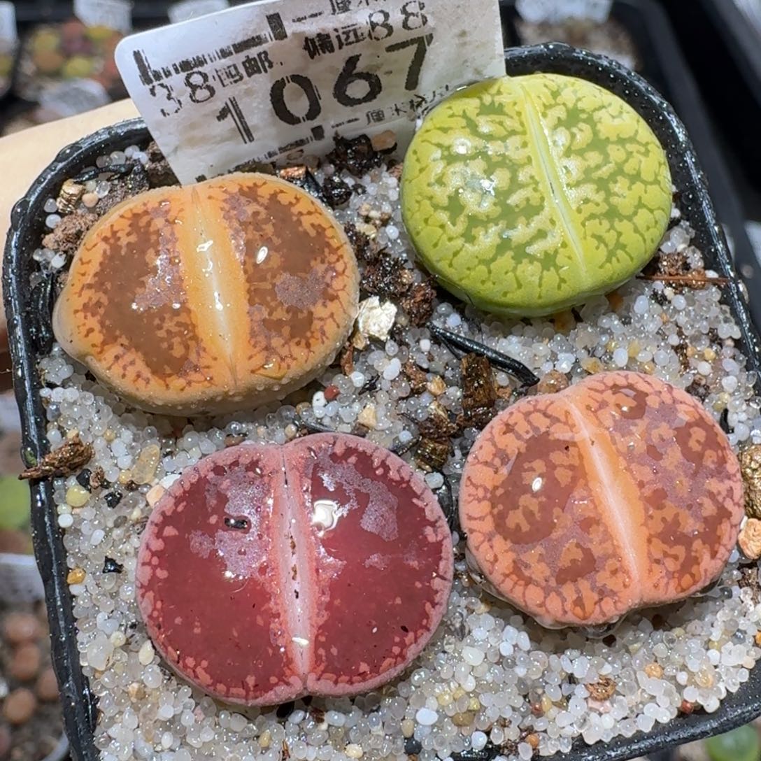 ZZZ精品清货价1067