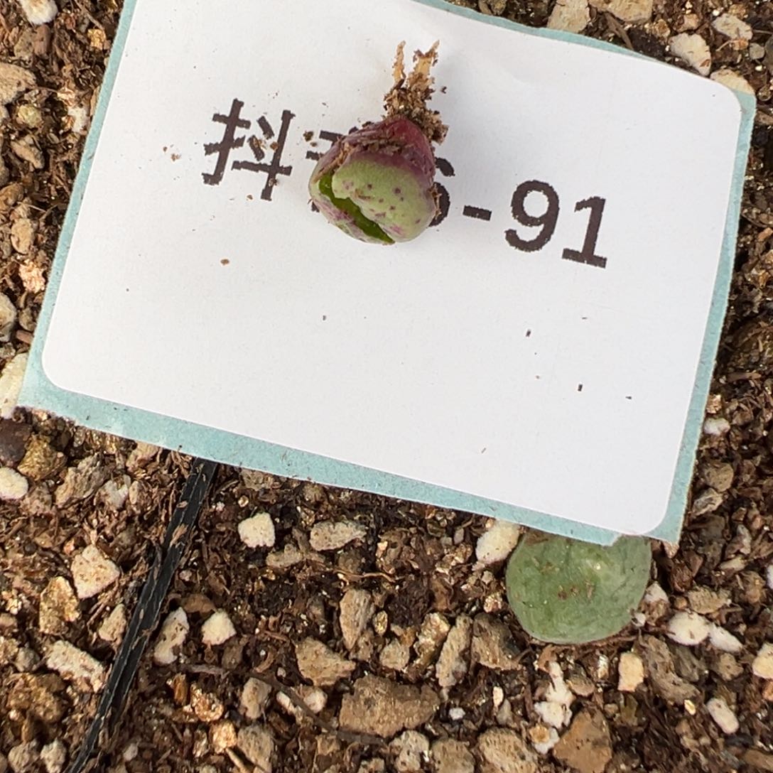 6-91肉锥多肉植物