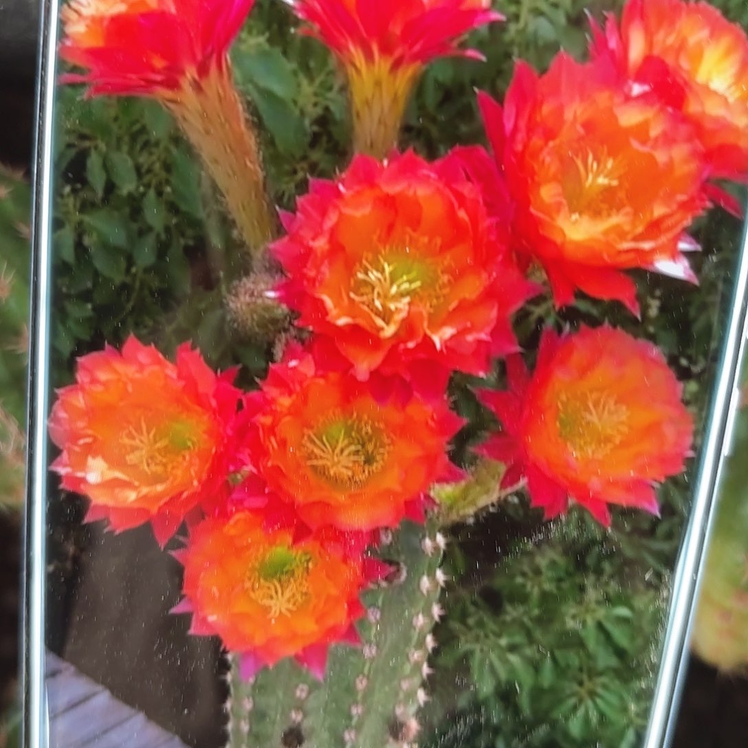 妹妹超级杏毛侧牙20包邮仙人球17