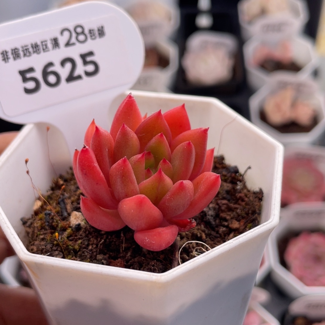 红酒5625-3.0厘米