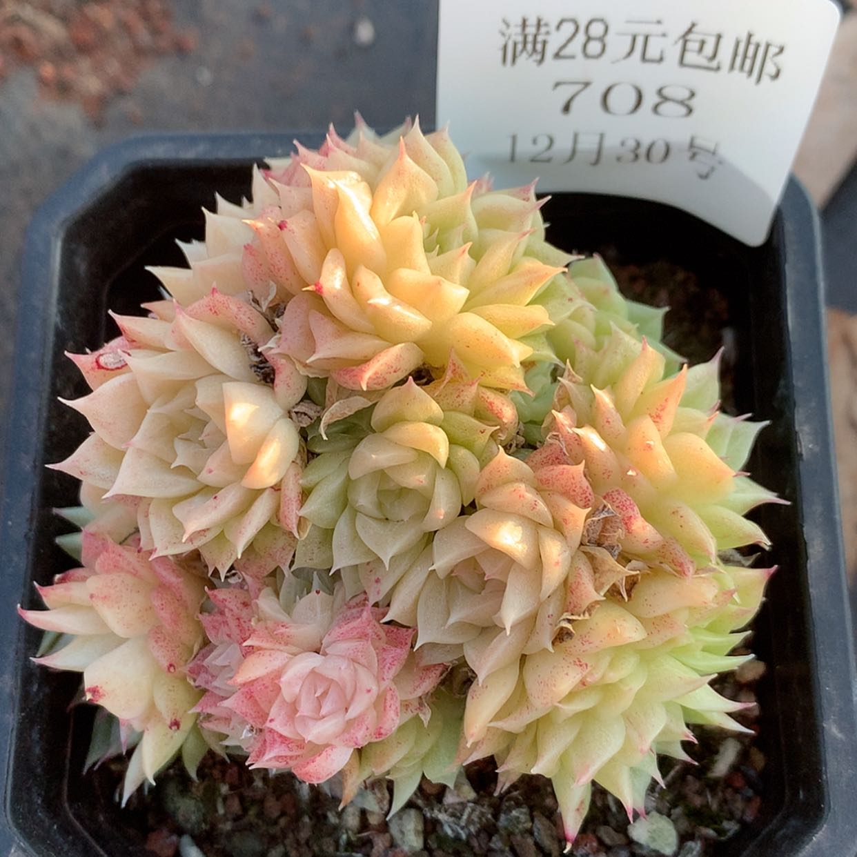 【闪购商品】云708号麦秆