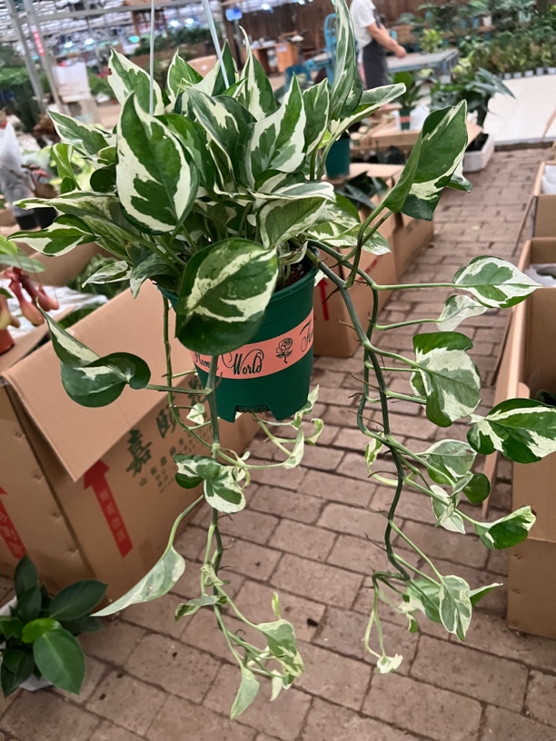 白金葛盆栽室内阳台花卉观叶植物四季常青净化空气易养护