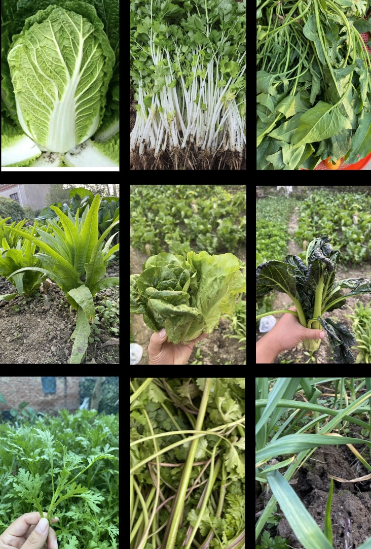 湖北天门本地 农家蔬菜  拼单链接