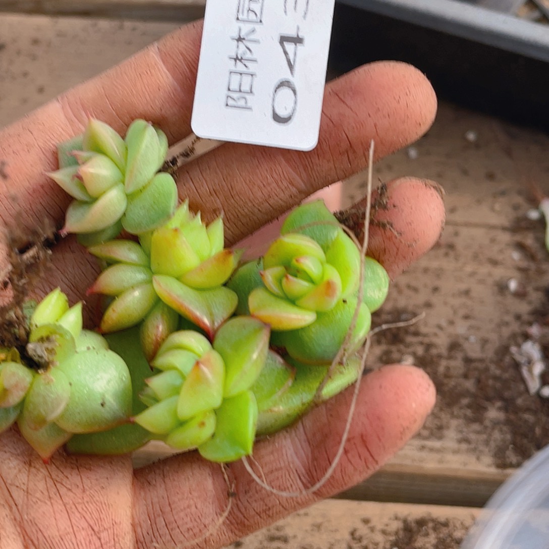 枫***站多肉植物多肉植物430