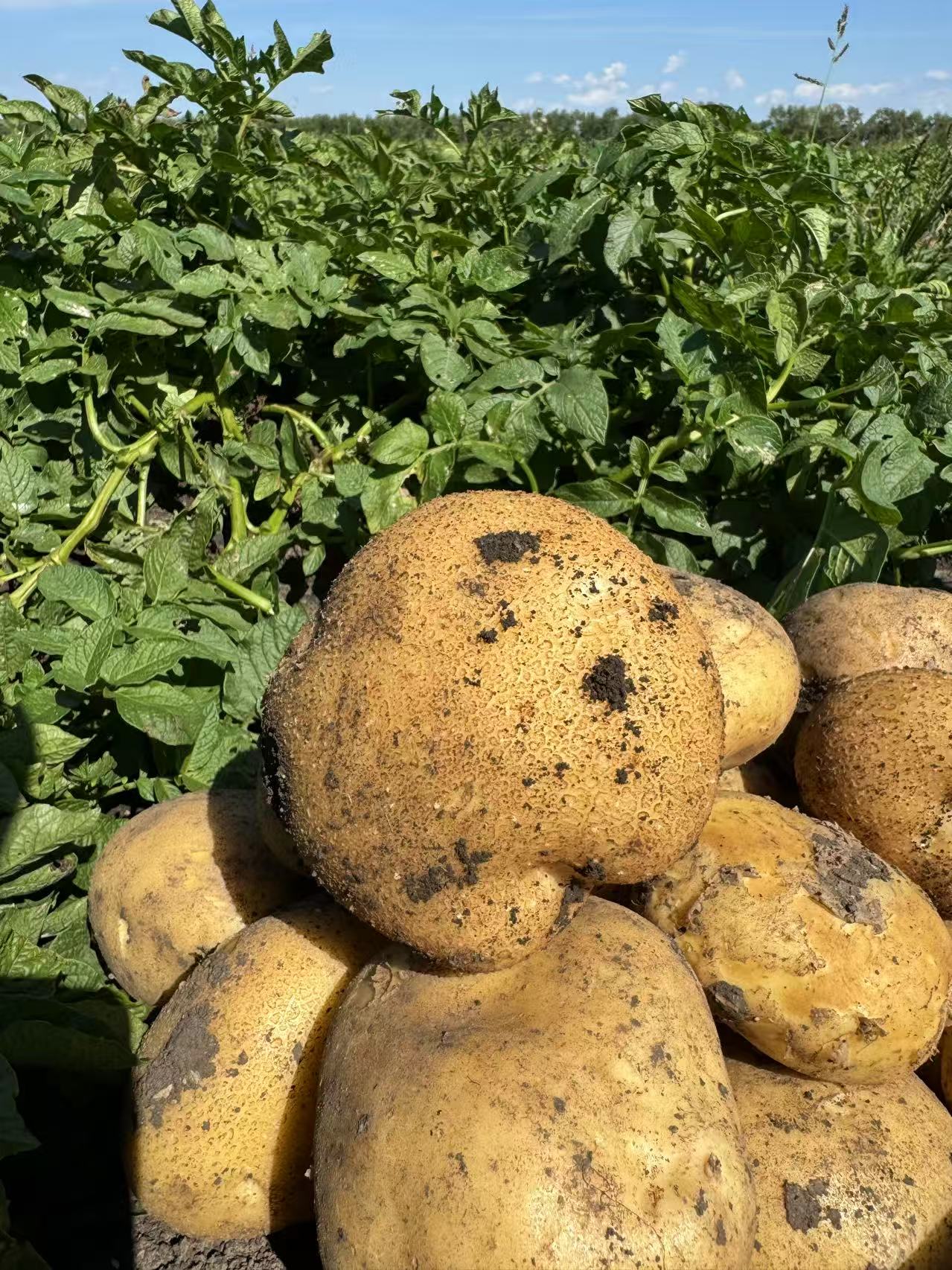 马铃薯土豆黑土地黑龙江尤金885土豆黄皮黄心沙糯粉