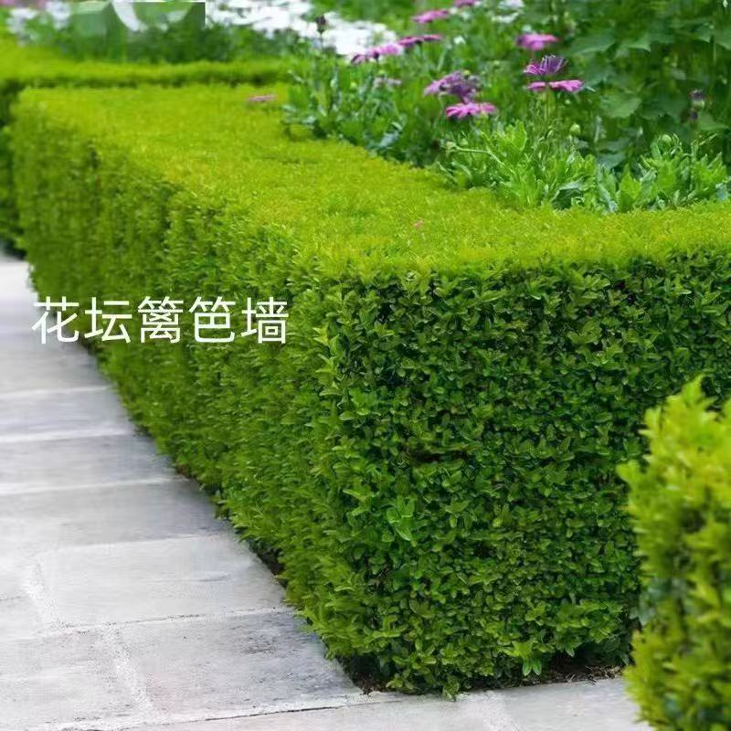 小叶黄杨树苗庭院花坛绿篱耐寒观叶花灌木植物四季常青苗木