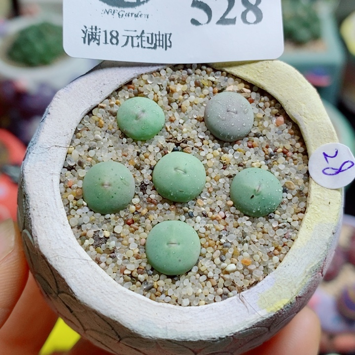 生石花花花花花花528