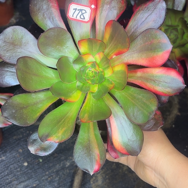 巫毒778多肉植物法师