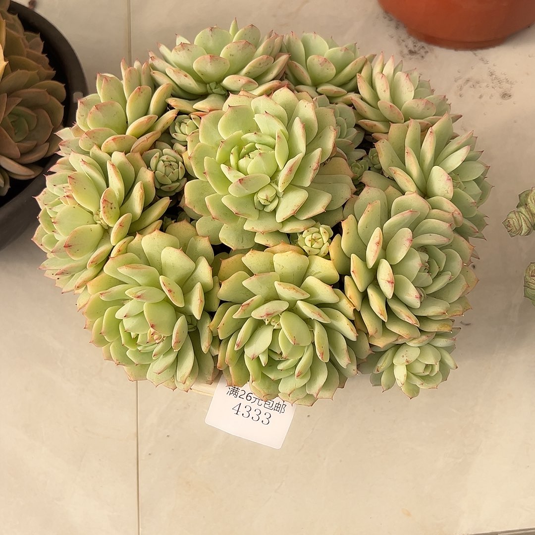 旧***梦4333静月多肉植物多肉