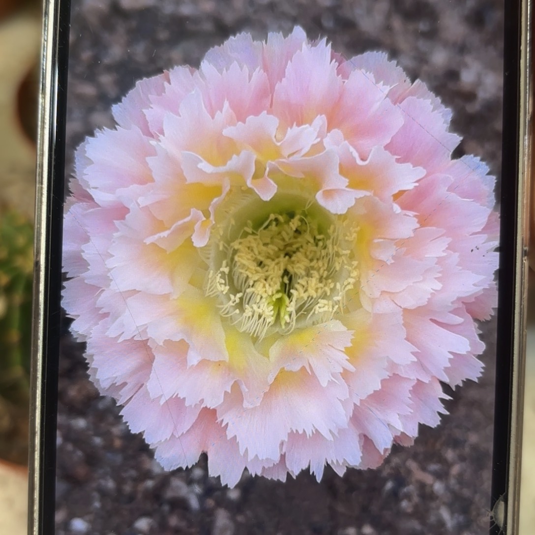 彩草颜如玉6.5-7公分左右