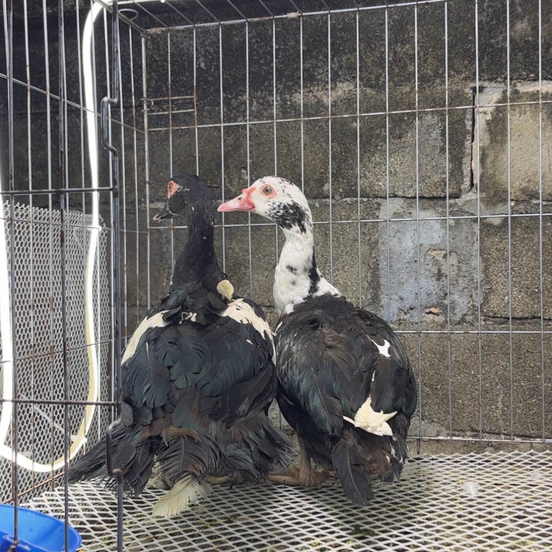 城***人凤头鸭凤凰象限翻鸭两只