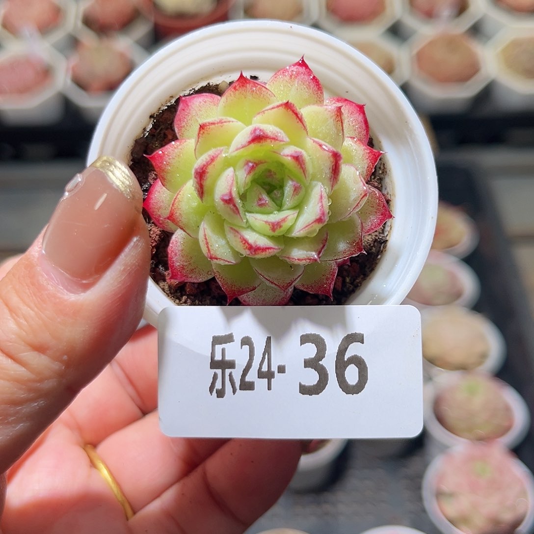 乐24-36 女王单头