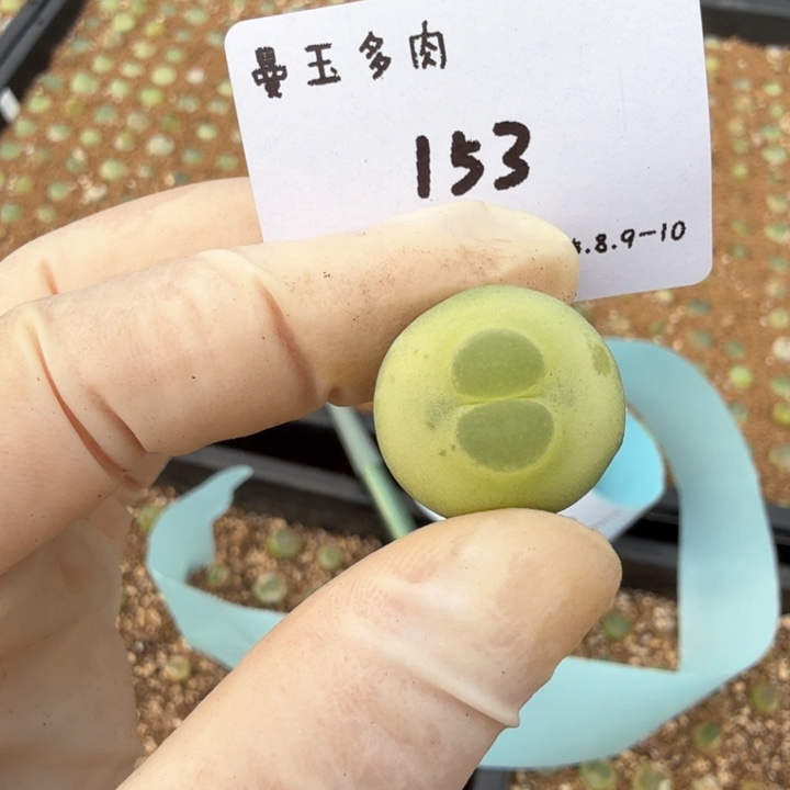 山***生多肉多肉多肉8.10-153