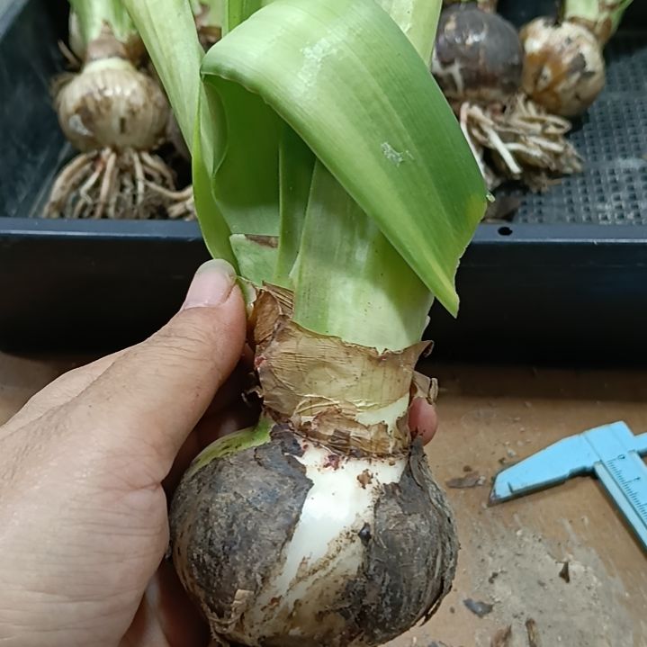 无花朵初见5.5裸球发货