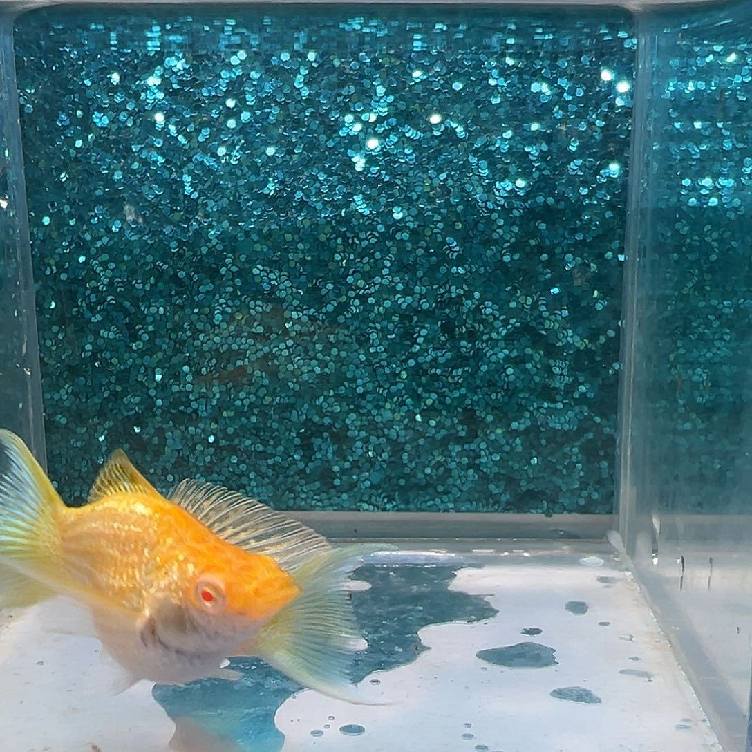 黑玛丽鱼红宝石黄金玛丽一对0020