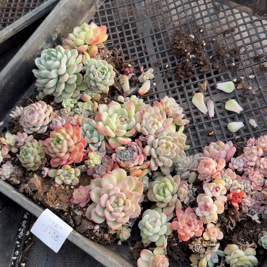 多肉杂交一物一拍13-35