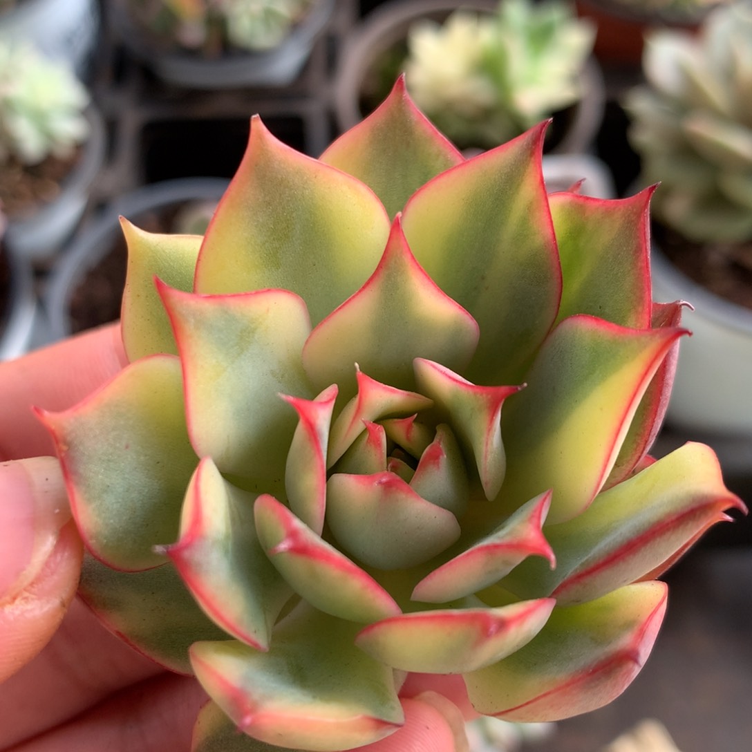 宝莲灯头盖j j j j j j j j