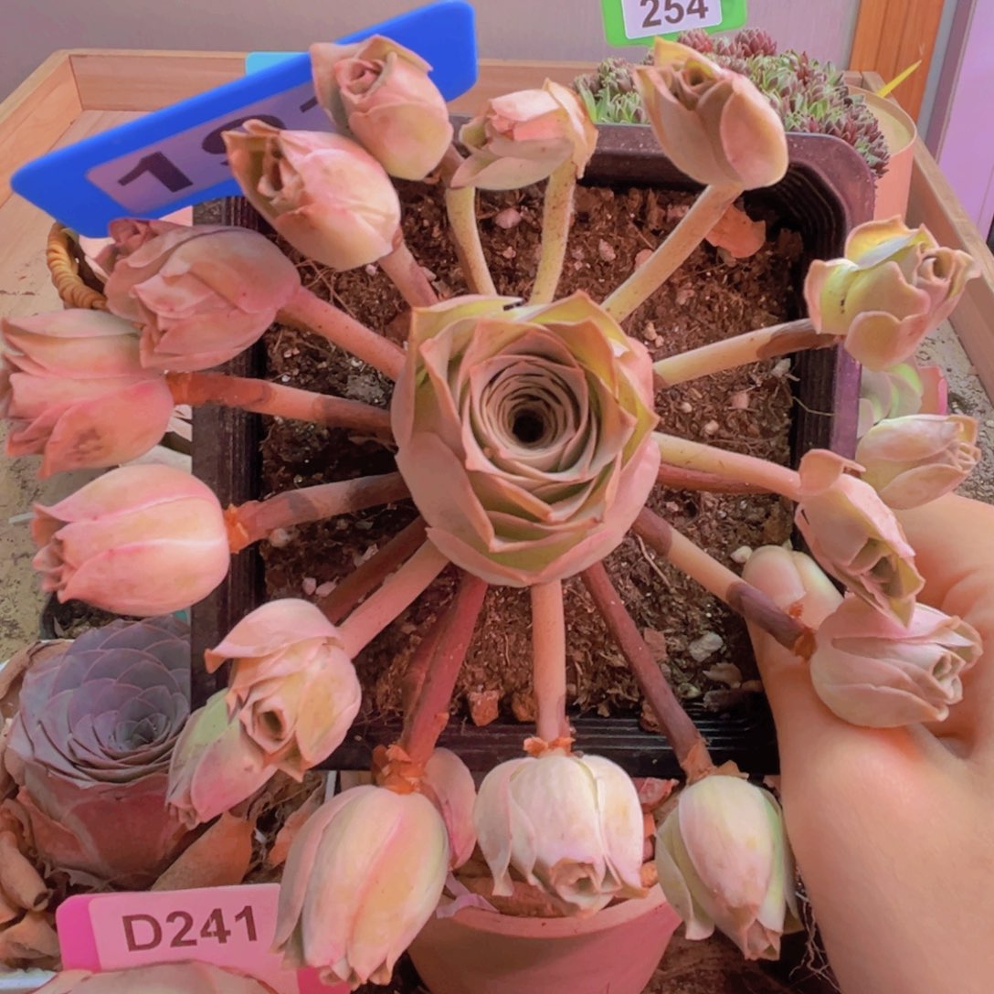 191山地玫瑰多头12公分