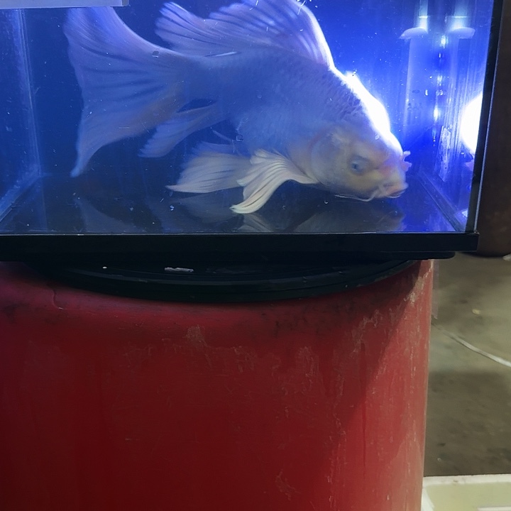 孙****海水鱼蝴蝶鲤150元