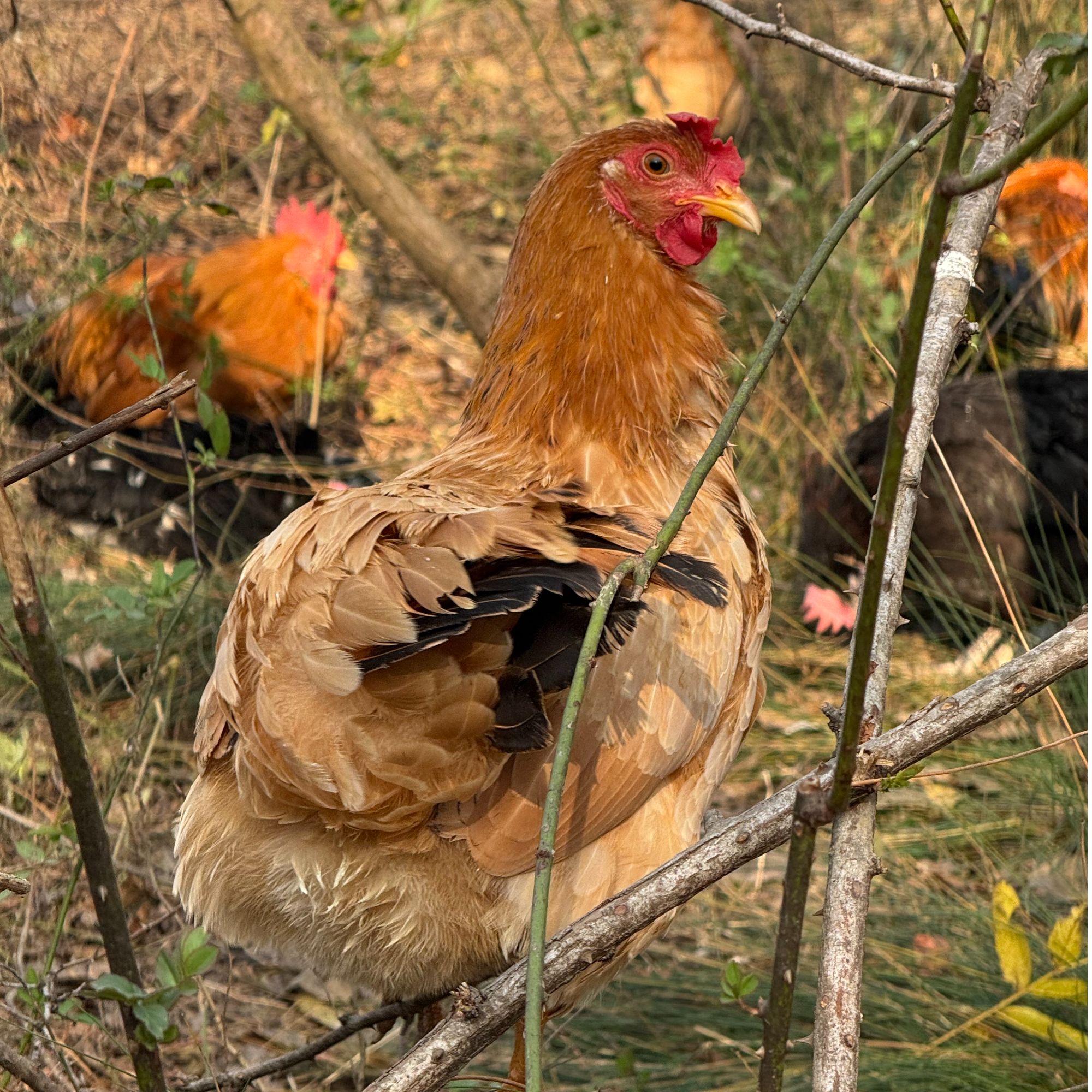【红烧母鸡】农家散养土鸡红烧专用