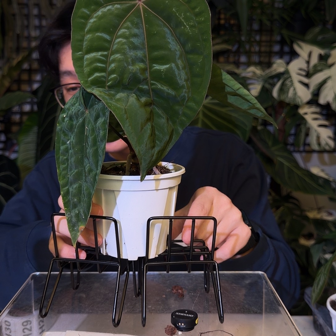 完全开放H28 黑桃杂红脉paip