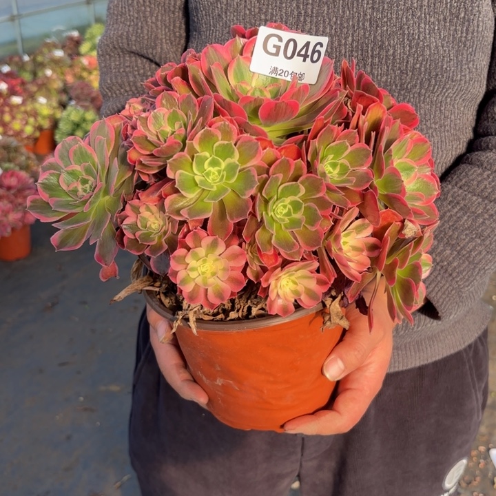 瑞妈，，。。。。。046皇后，