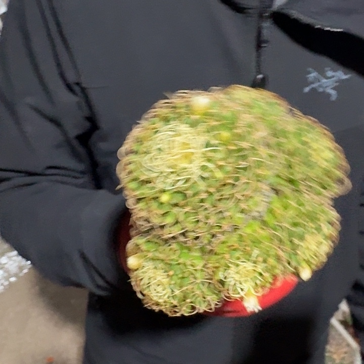 一行园艺【卷刺琴诗】