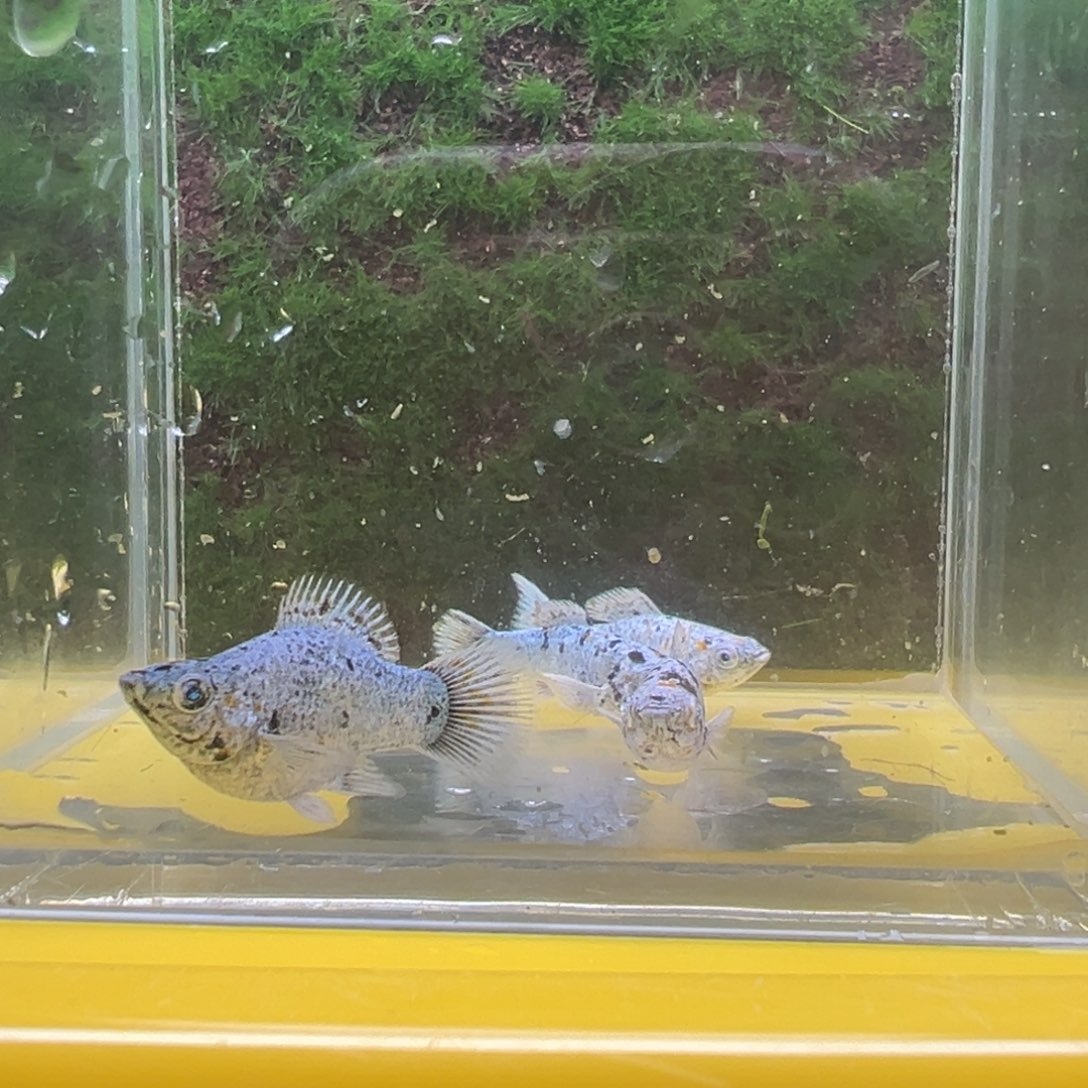 黑玛丽鱼鱼苗4条。  