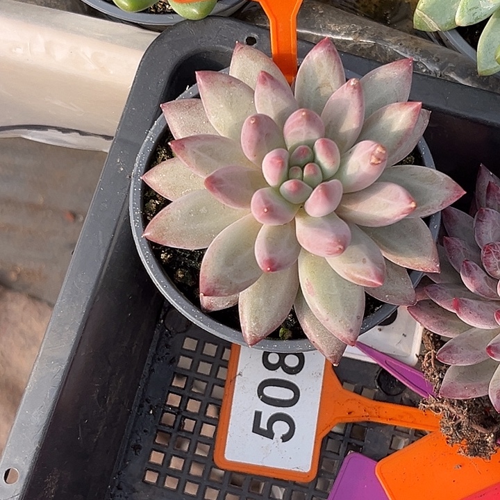 多肉植物虞美人471