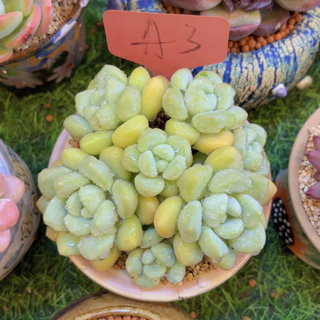 桃*我的小可爱们都好可爱