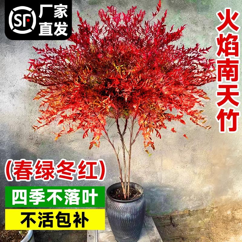 火焰南天竹盆栽树苗客厅绿植室外庭院落地植物大颗竹子苗盆景老桩