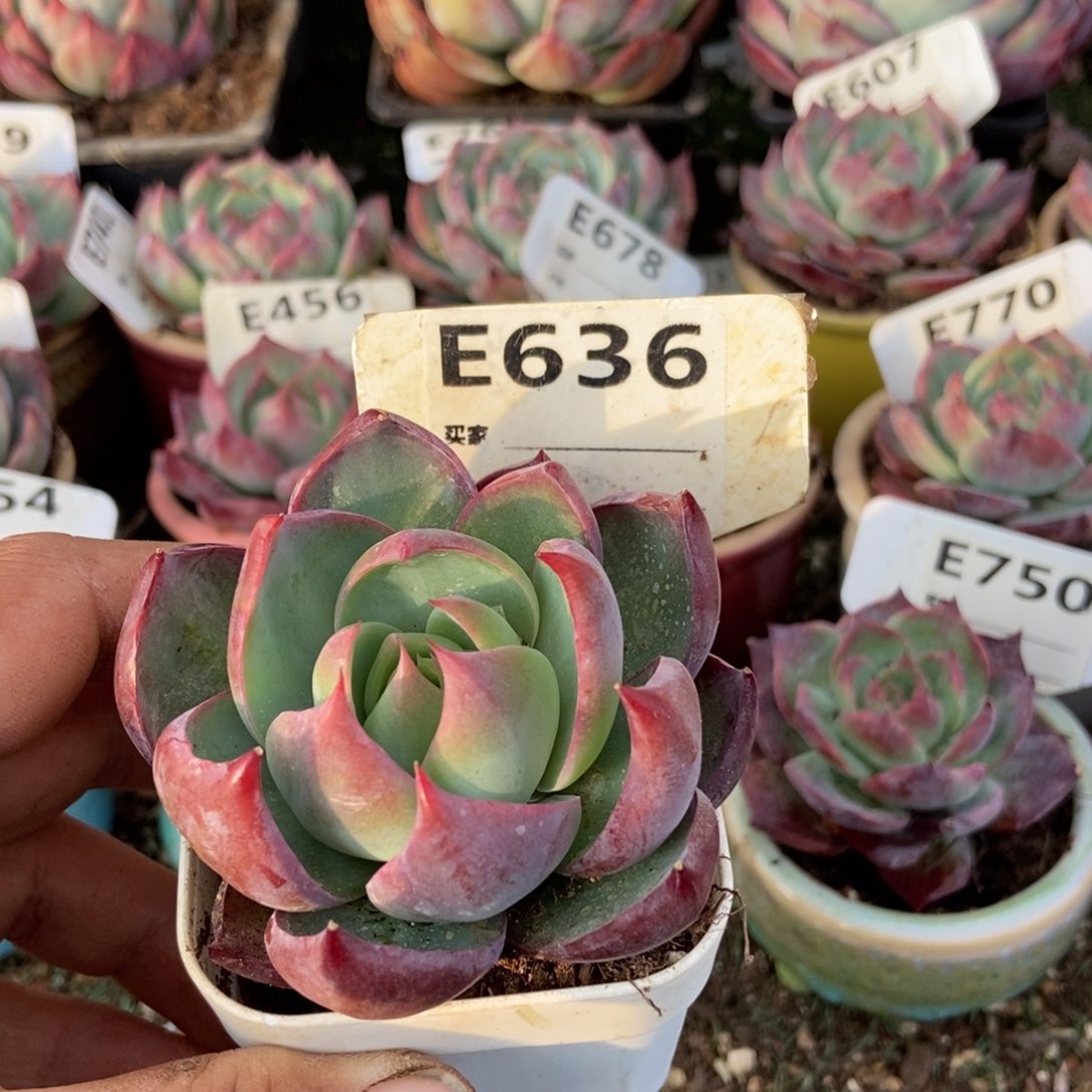 惊鸿一瞥636号多肉