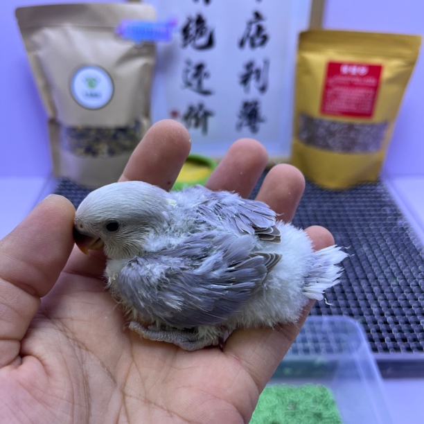 精品紫熏母H83062-牡丹鹦鹉