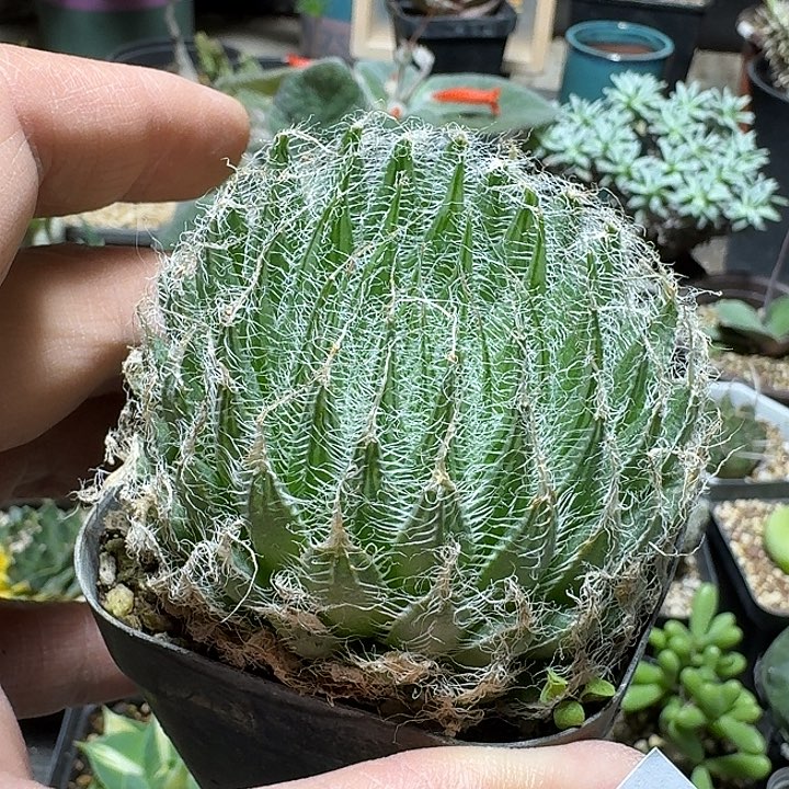 872绒线球脱土发货