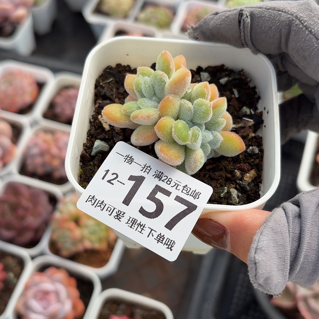 雪晃星缀化无盆土发货无盆土发货无