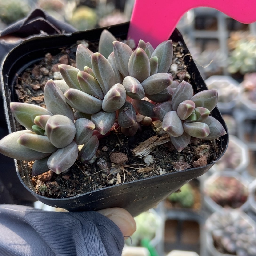 103梵高美人多肉植物