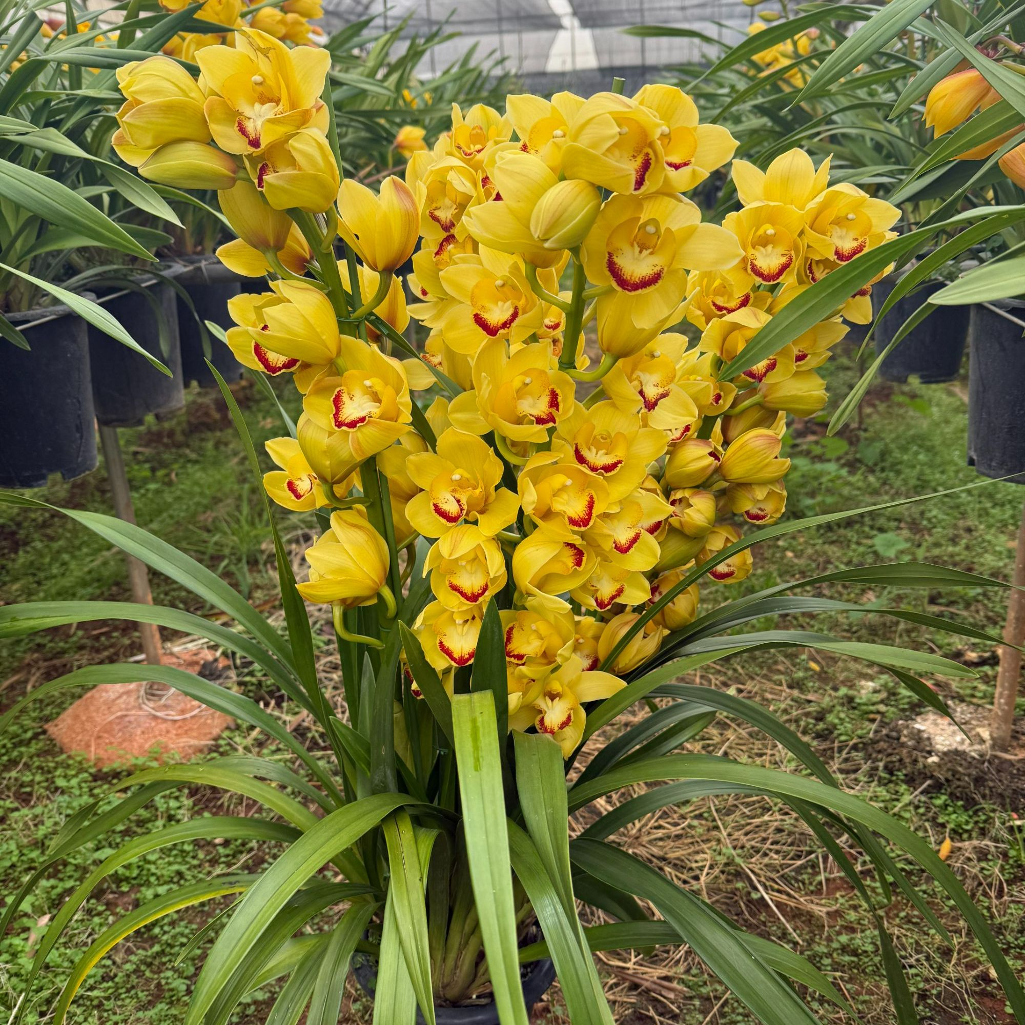 花知述园艺月牙(黄金岁月)4枝花剑大花蕙兰年宵花室内阳台花苞