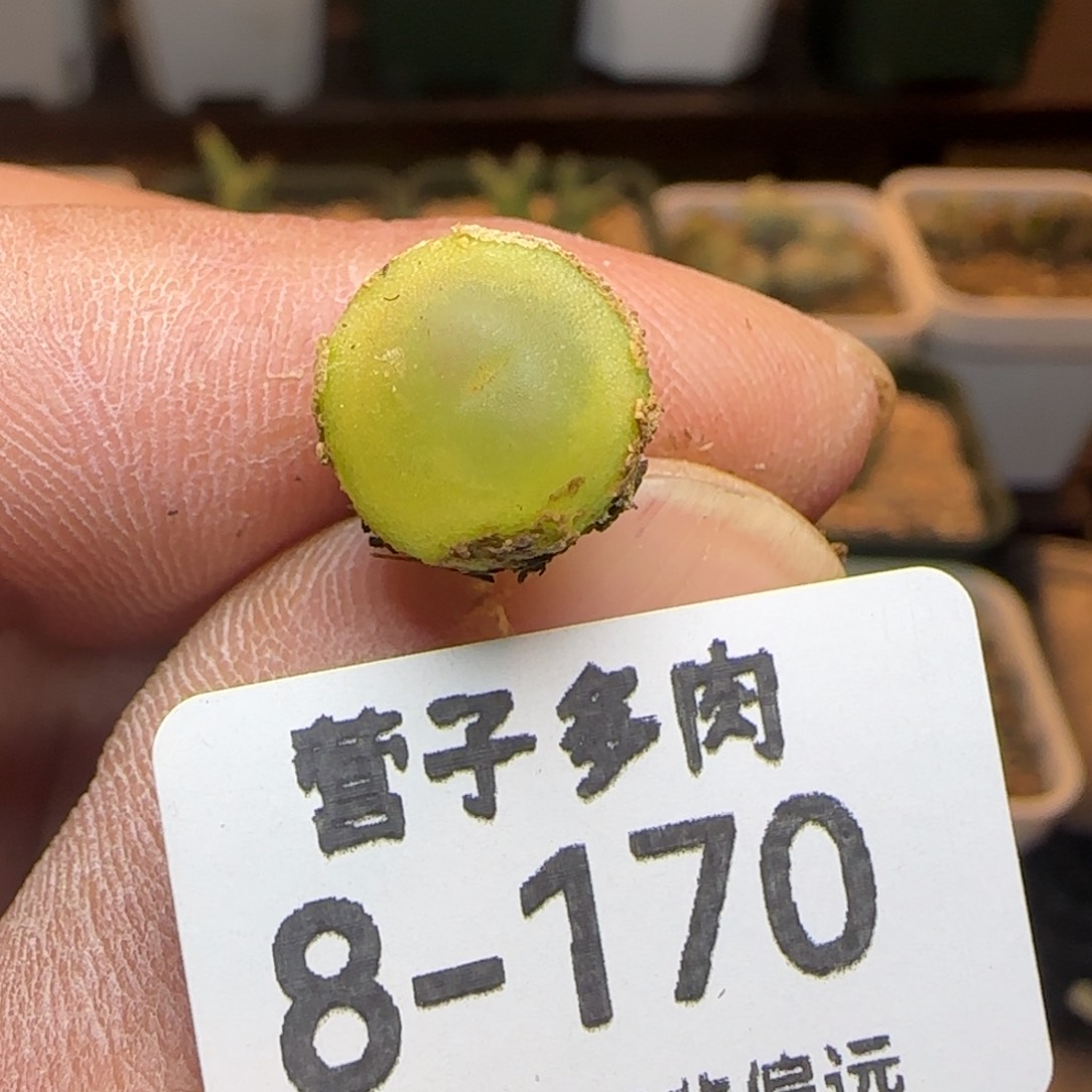 日系1473.19红拉登。   