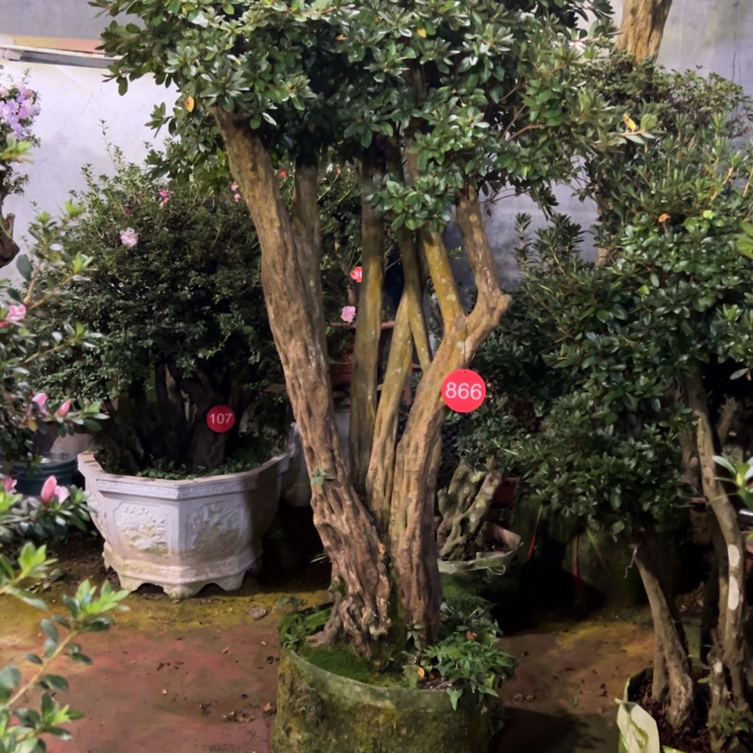 广***堂完全开放完全开杜鹃花