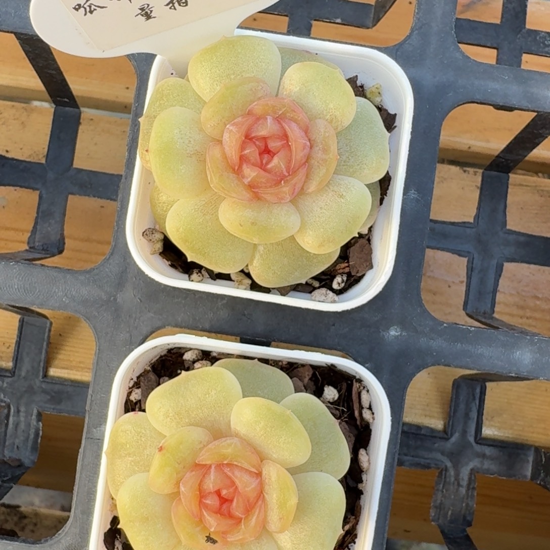 1219-027-蝴蝶恋人一颗量拍