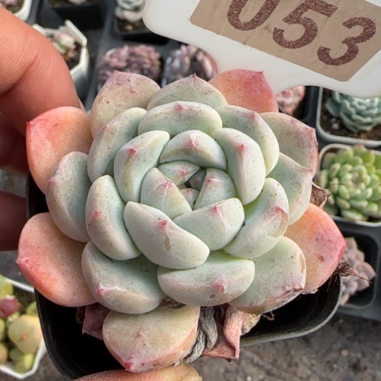 53厚梦多肉植物多