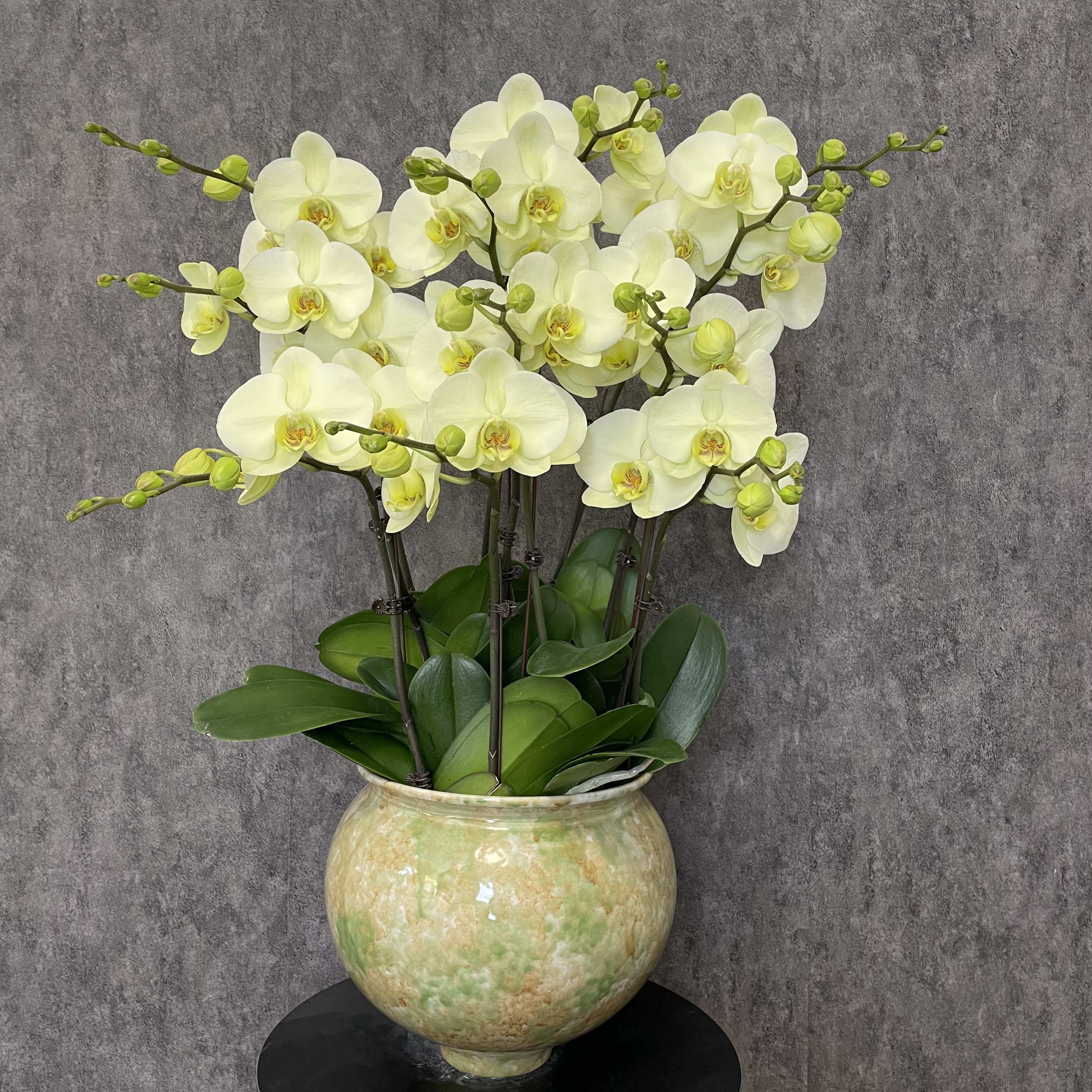 【达尔文-蝴蝶兰】意式极简风 轻奢风 法式风 送礼装饰 室内观赏