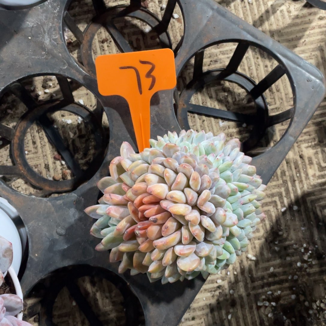 星影缀化多头群生73