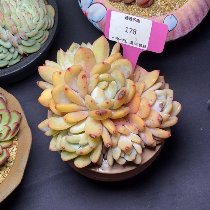 178橙子肉肉肉肉肉肉