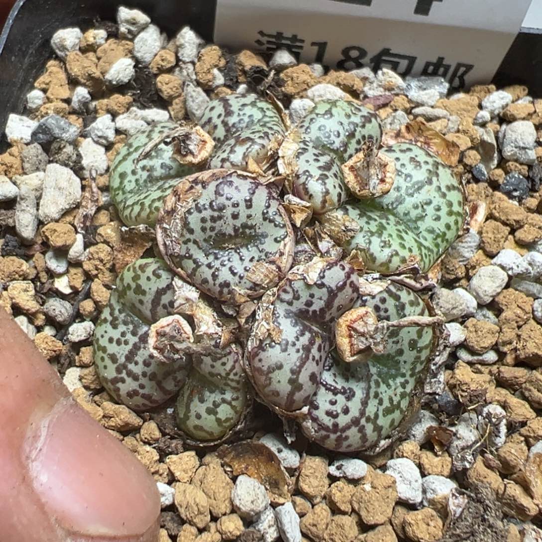 【闪购商品】 614。   